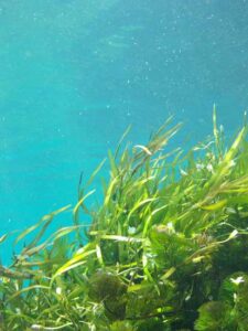 Using Kelp for Drought Resistance Image